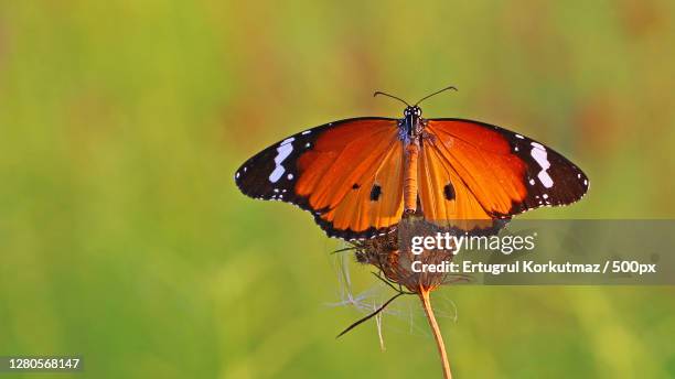 close-up of butterfly pollinating on flower,ankara,turkey - ertugrul stock pictures, royalty-free photos & images