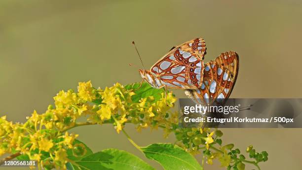 close-up of butterfly pollinating on flower,ankara,turkey - ertugrul stock pictures, royalty-free photos & images