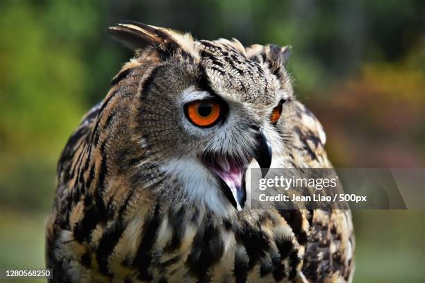 close-up of owl - eurasian eagle owl stock pictures, royalty-free photos & images