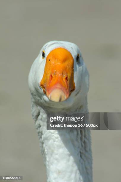 close-up portrait of goose - gandee stock pictures, royalty-free photos & images