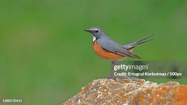 close-up of bird perching on rock,ankara,turkey - ertugrul stock pictures, royalty-free photos & images