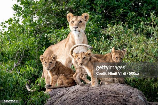 family lions in south africa,river road,narok,kenya - lion cub stock-fotos und bilder