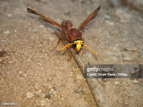 Indian Wasp Insect India Wasps Photos and Premium High Res Pictures - Getty Images