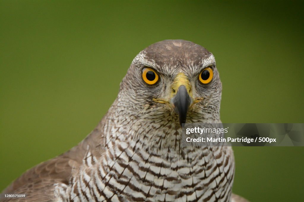 Close-up portrait of owl,Northumberland,England,United Kingdom,UK