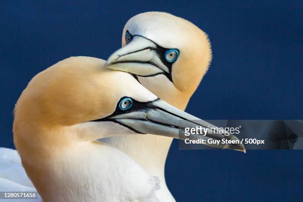 close-up of bird against blue sky,helgoland,germany - gannet 個照片及圖片檔