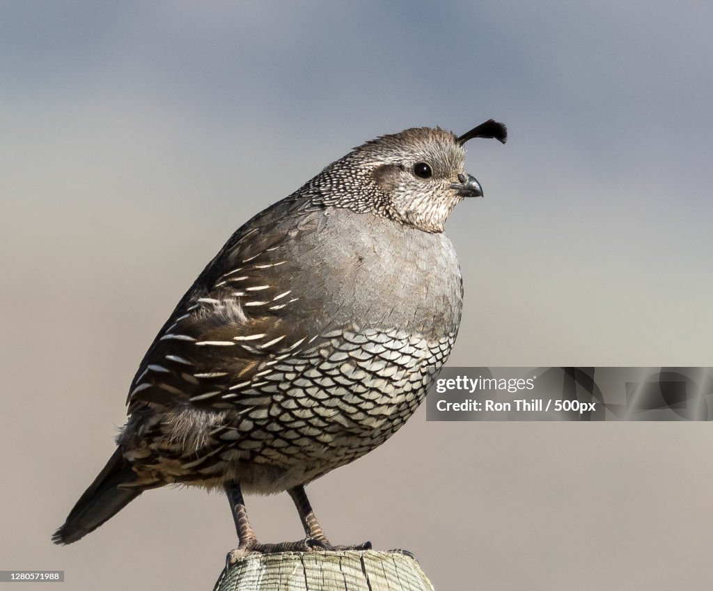 Close-up of bird perching on wood,Omak,Washington,United States,USA