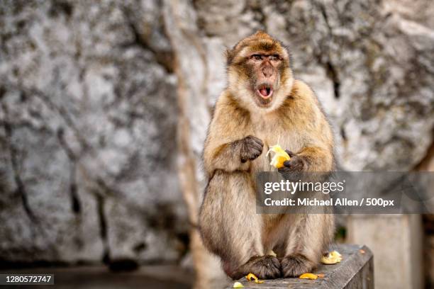 close-up of monkey eating food on road,gibraltar - macaque stock pictures, royalty-free photos & images