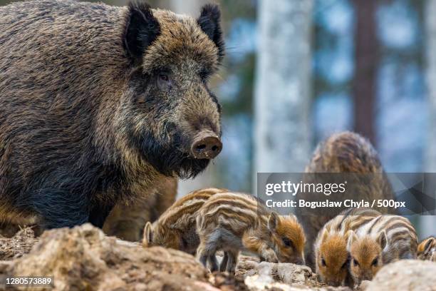 close-up of bear in forest,oberdorla,germany - wildschwein stock-fotos und bilder