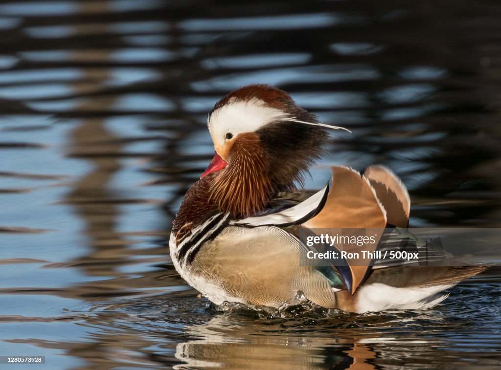 Close-up of duck swimming in lake,Rodeo,New Mexico,United States,USA