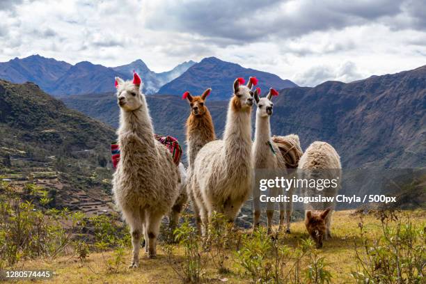 the mountain of the camel,puertoinca,peru - peru stock-fotos und bilder