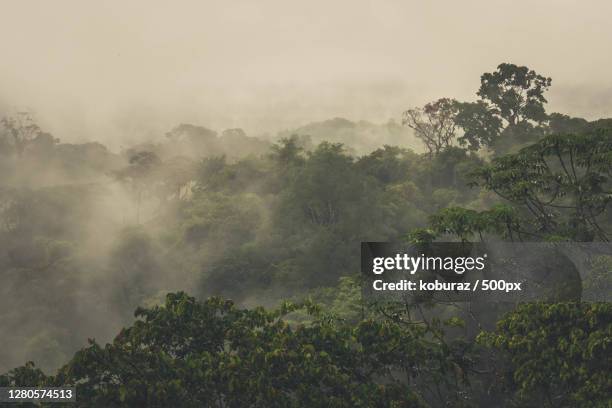 trees in forest against sky,cacao,french guiana - french guiana stock-fotos und bilder