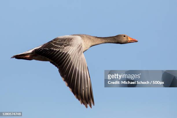 low angle view of bird flying against clear sky,butzbach,germany - goose bird stock-fotos und bilder