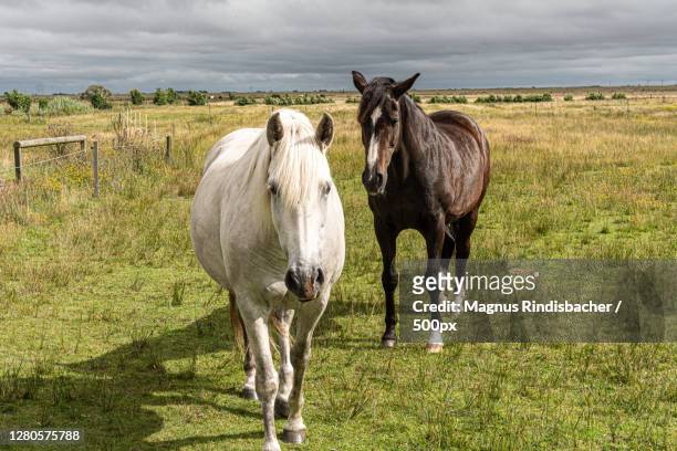 two horses standing on field,norderney,germany - norderney photos et images de collection