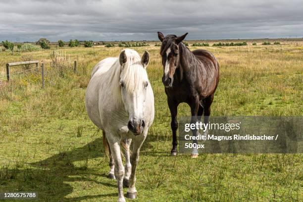 two horses standing on field,norderney,germany - norderney stock pictures, royalty-free photos & images