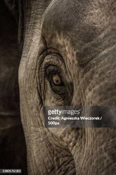 close-up of elephant,luang prabang,laos - elephant face stock-fotos und bilder