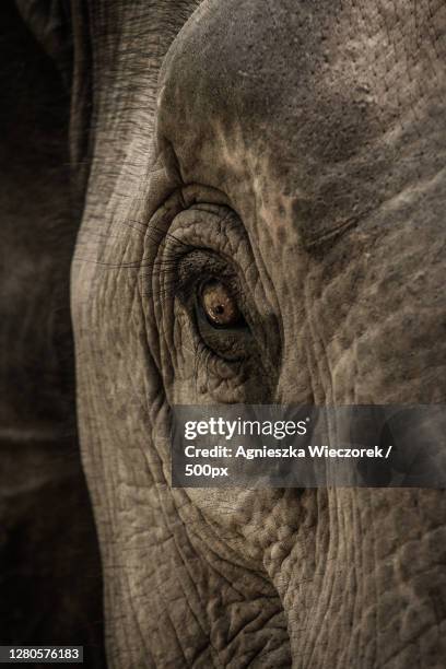 close-up of elephant,luang prabang,laos - elephant eyes stock pictures, royalty-free photos & images