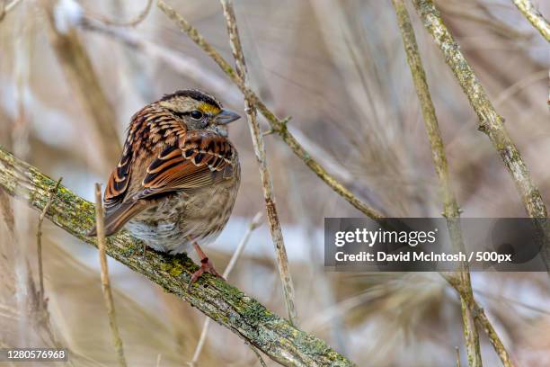 close-up of bird perching on branch,strathroy,ontario,canada - strathroy ontario stock-fotos und bilder