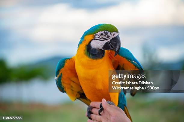 cropped hand holding macaw,thailand - macaw stock pictures, royalty-free photos & images