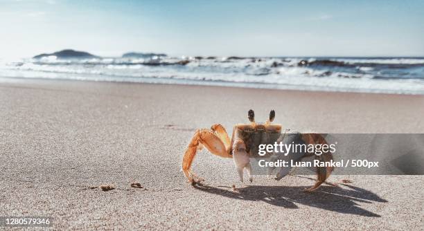 close-up of crab on sand at beach,brazil - crab stock pictures, royalty-free photos & images