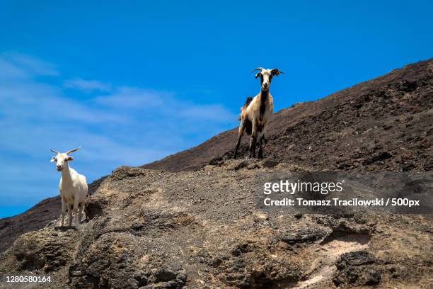 low angle view of goat standing on mountain against sky,fuerteventura,provinz las palmas,spain - tracilowski bildbanksfoton och bilder