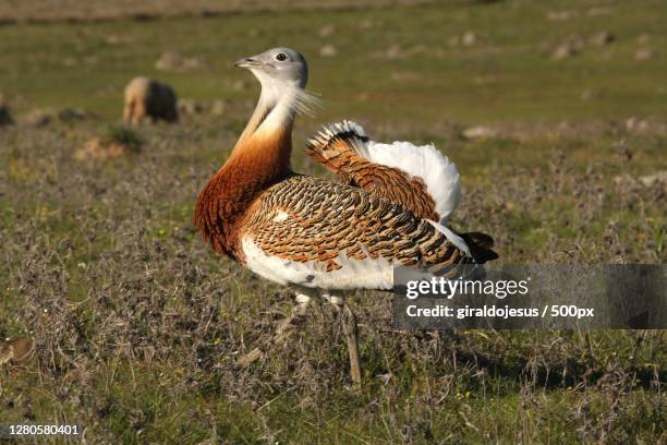 close-up of birds perching on field,badajoz,spain - great bustard stock pictures, royalty-free photos & images