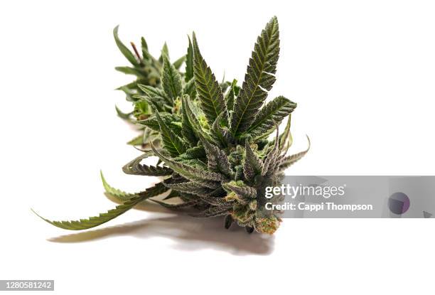 freshly harvested wet cannabis sativa over white background - marijuana bud stock pictures, royalty-free photos & images