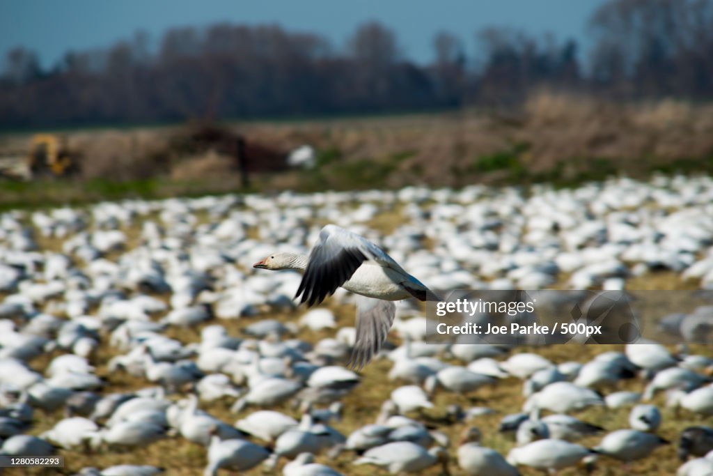 The bird flying on the ground,Skagit Valley,Washington,United States,USA