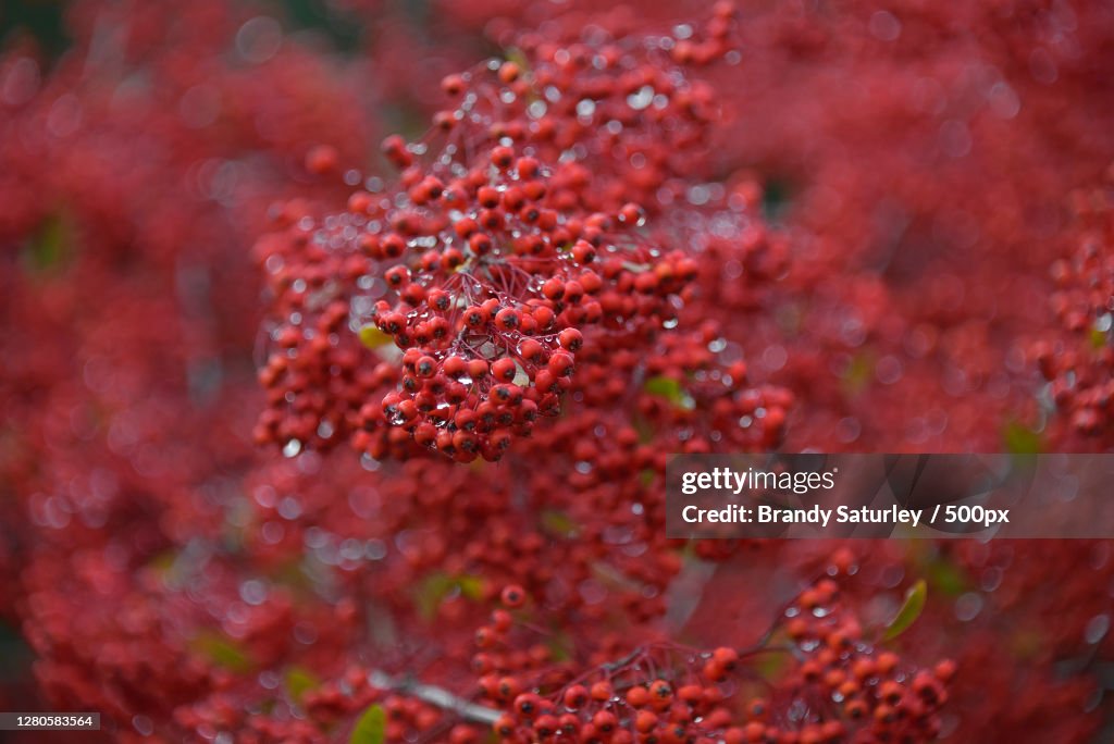 Close-up of wet red flowering plant