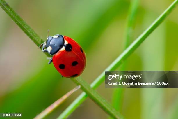 close-up of ladybug on grass,lausanne,switzerland - käfer stock-fotos und bilder