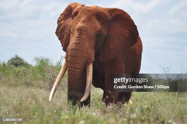side view of elephant standing on grassy field against sky - défenses animales photos et images de collection