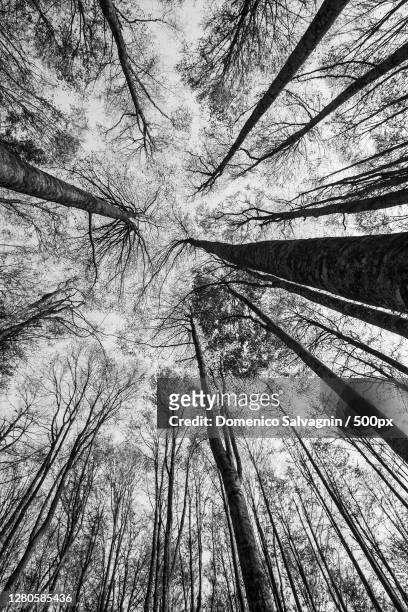 low angle view of trees in forest, fregona, province of treviso, italy - fregona stock pictures, royalty-free photos & images