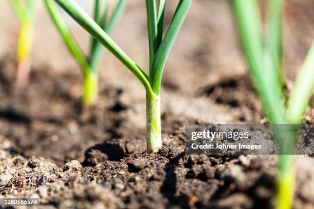 leeks growing on vegetable path - alho francês imagens e fotografias de stock