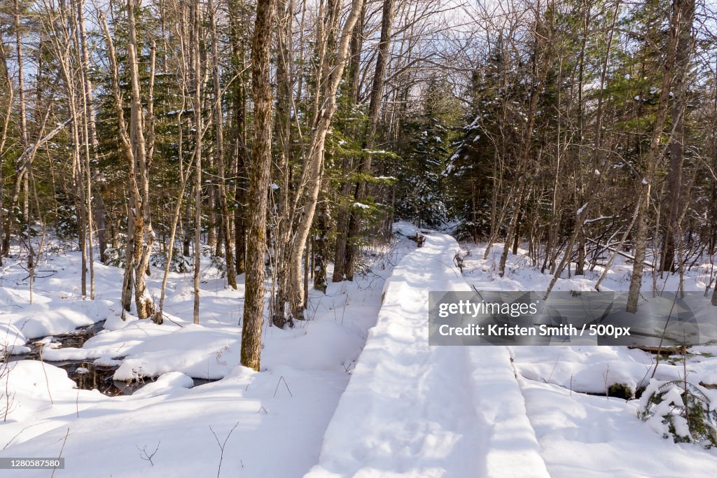Trees on snow covered field