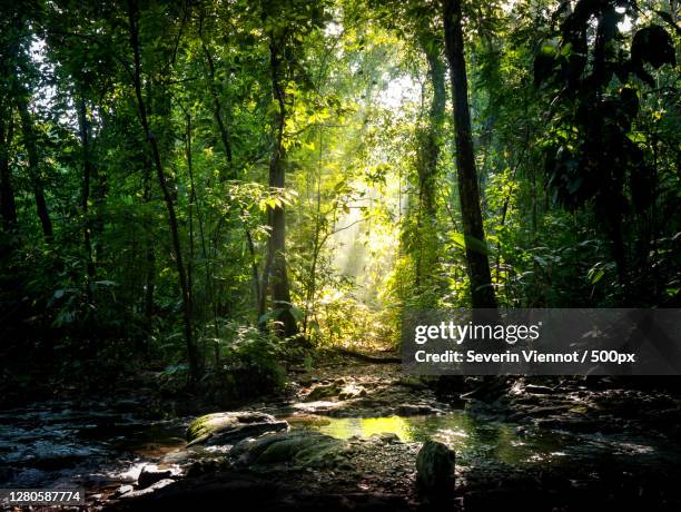 trees growing in forest,palenque,chiapas,mexico - palenque stock-fotos und bilder