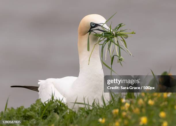close-up of bird perching on grass,england,united kingdom,uk - jan van gent stockfoto's en -beelden