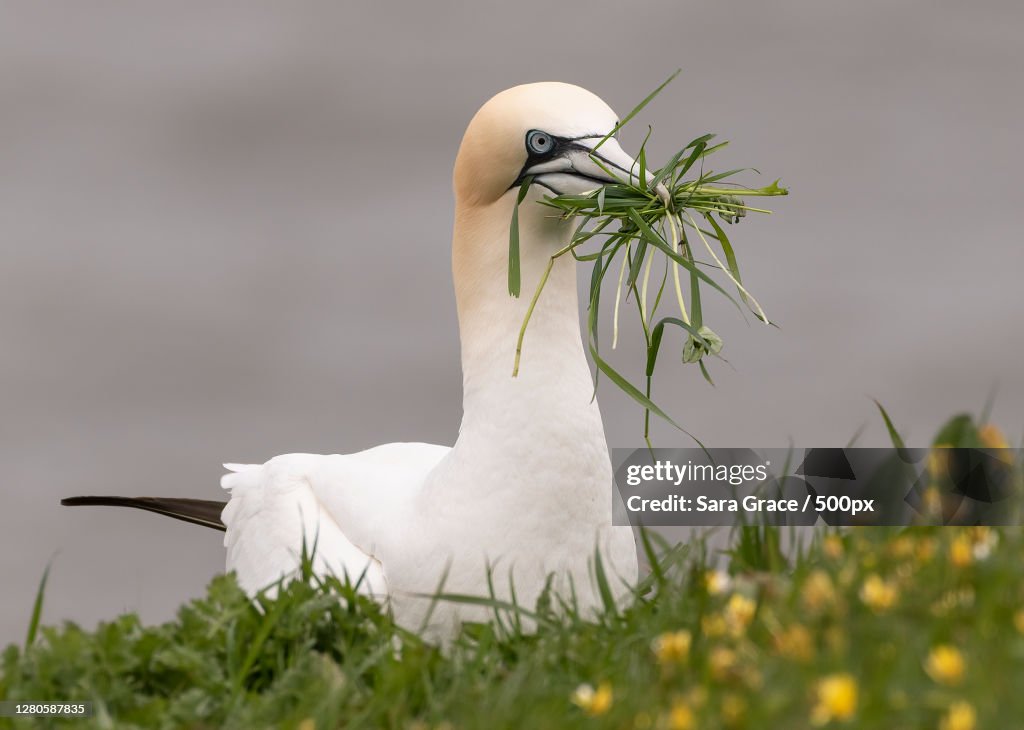 Close-up of bird perching on grass,England,United Kingdom,UK