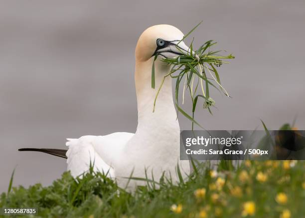 close-up of bird perching on grass,england,united kingdom,uk - gannet 個照片及圖片檔