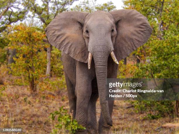 beautiful african elephant walking on the grass - reizen stock pictures, royalty-free photos & images