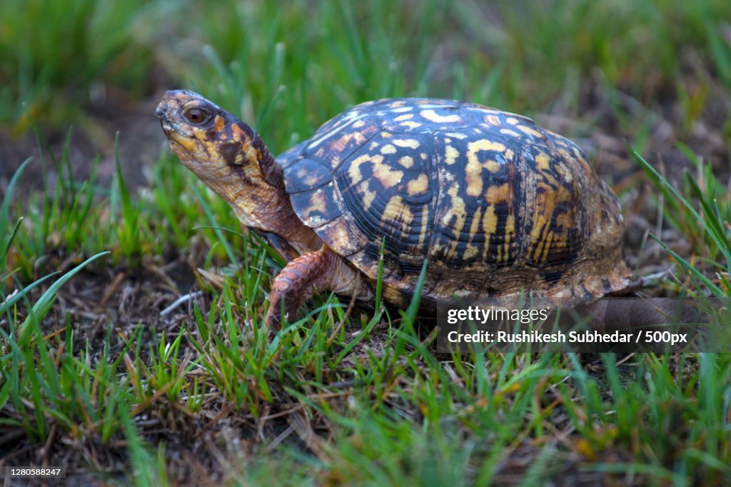 Close-up of tortoise on field