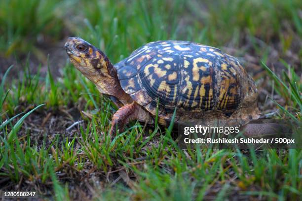 close-up of tortoise on field - box turtle stock pictures, royalty-free photos & images