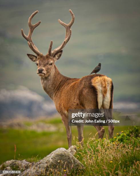 portrait of deer standing on rock, united kingdom - kronhjort bildbanksfoton och bilder
