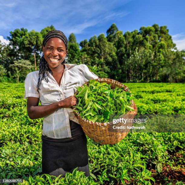 afrikaanse vrouwen die theebladeren op plantage, kenia, oost-afrika plukken - thee gewas stockfoto's en -beelden