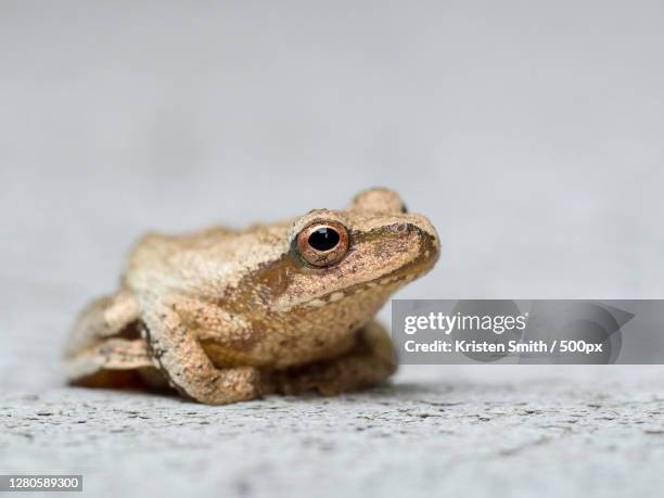 close-up of frog on retaining wall - spring peeper frog stock pictures, royalty-free photos & images