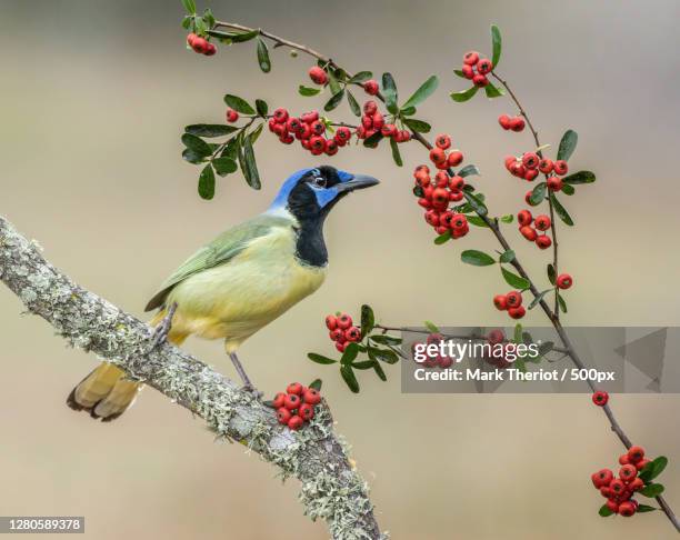 a bulbul and persimmon, mcallen, texas, united states - mcallen texas stock pictures, royalty-free photos & images