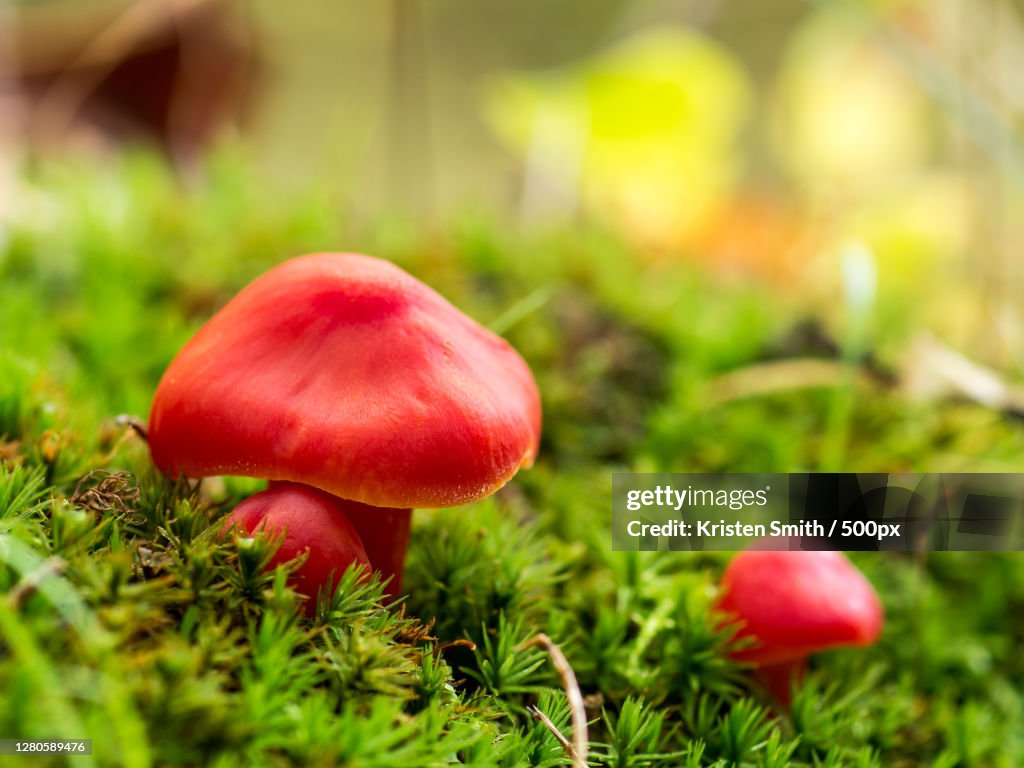 Close-up of fly agaric mushroom on field