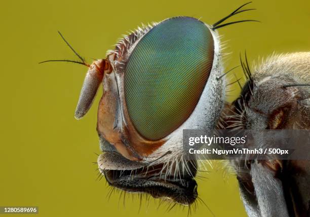 Insect Ho 124,915 Chi Photography Stock Photos, High-Res Pictures, and Images ...