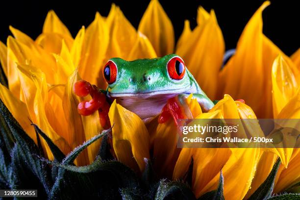 Minstead Animals Minstead Photos and Premium High Res Pictures - Getty Images