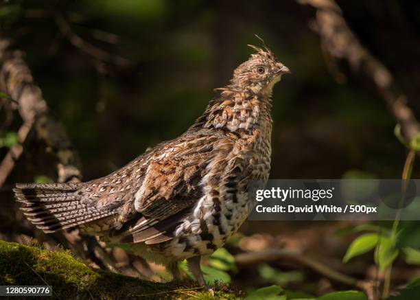 close-up of bird perching on branch, quebec, canada - tetraz da américa do norte imagens e fotografias de stock