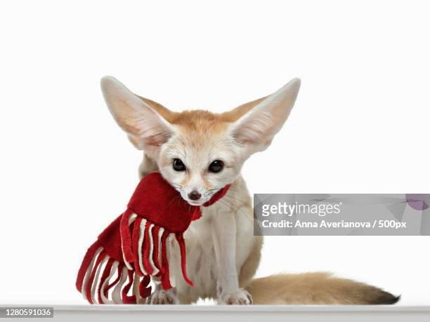 close-up of fennec fox against white background.  a dog - fennec fox stock pictures, royalty-free photos & images