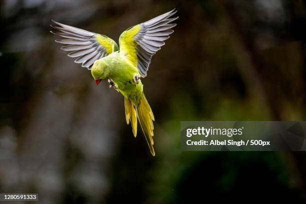 close-up of bird flying outdoors, birmingham, united kingdom - parrocchetto foto e immagini stock